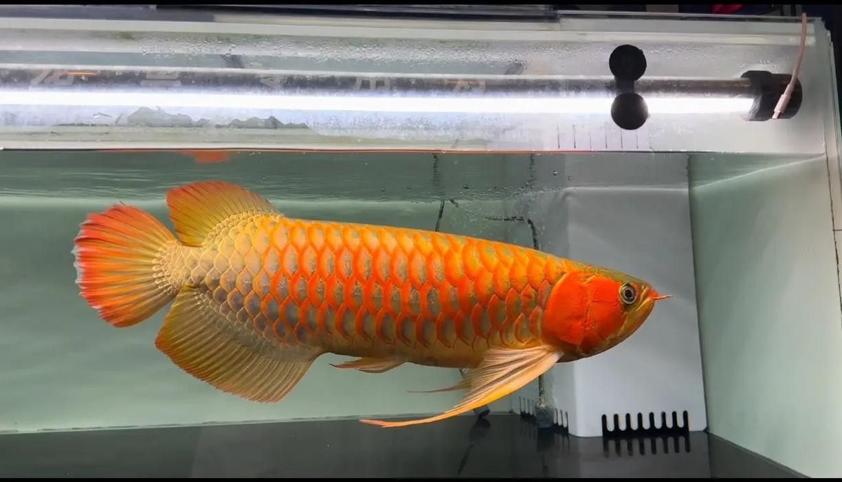 哪種金龍魚頭型最稀有（獨角金龍魚頭型評分最稀有且評分最高的四種頭型）