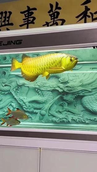 哪種金龍魚頭型最稀有（獨角金龍魚頭型評分最稀有且評分最高的四種頭型）