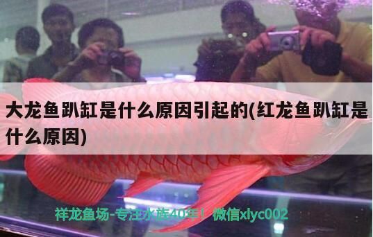天王魚缸底濾結構圖(魚缸底濾系統圖)