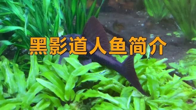 熱帶魚黑影道人