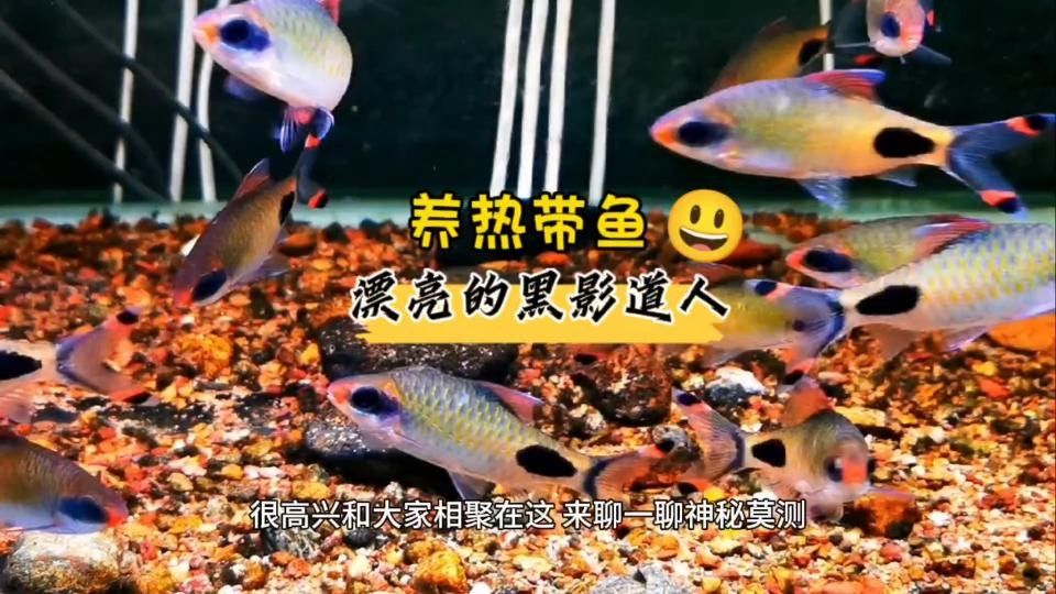 熱帶魚黑影道人