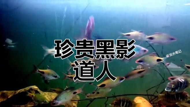 熱帶魚黑影道人