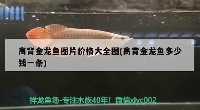 魚(yú)缸用增氧泵價(jià)格是多少:魚(yú)缸增氧機(jī)-xtrac增氧機(jī)-xtrac增氧機(jī) 高背金龍魚(yú)圖片價(jià)格大全圖(高背金龍魚(yú)多少錢(qián)一條)(高背金龍魚(yú)價(jià)格大全圖) 觀賞魚(yú)百科 高背金龍魚(yú)圖片價(jià)格大全圖(高背金龍魚(yú)多少錢(qián)一條)(高背金龍魚(yú)價(jià)格大全圖) 高背金龍魚(yú)圖片價(jià)格大全圖(高背金龍魚(yú)多少錢(qián)一條)(高背金龍魚(yú)價(jià)格大全圖) 觀賞魚(yú)百科