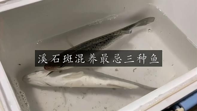 哪些品種的石斑魚適合混養