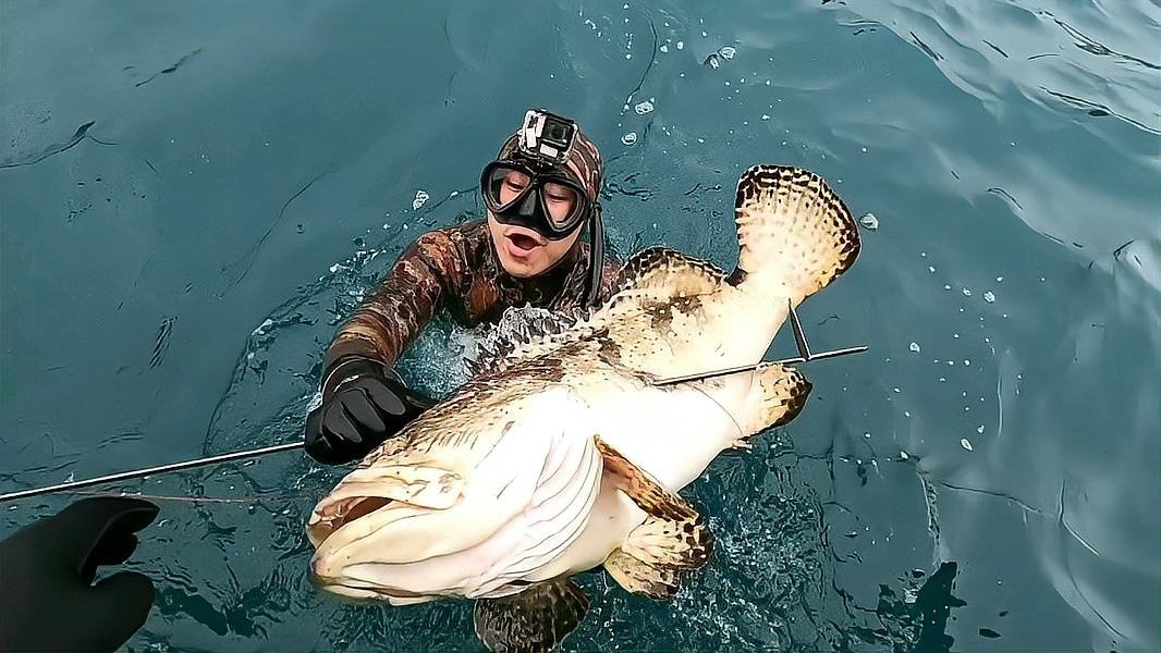 哪些品種的石斑魚適合混養