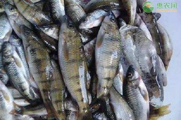 哪些品種的石斑魚適合混養