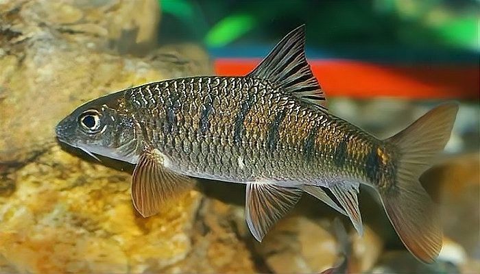 哪些品種的石斑魚適合混養