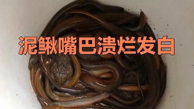 白嘴病魚怎么治療（如何治療魚白嘴病）