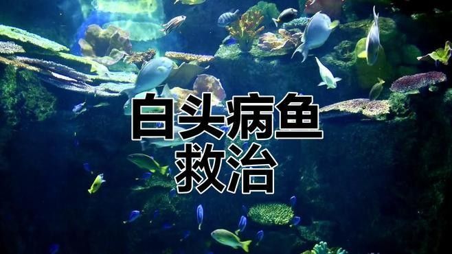 白嘴病魚怎么治療（如何治療魚白嘴病）