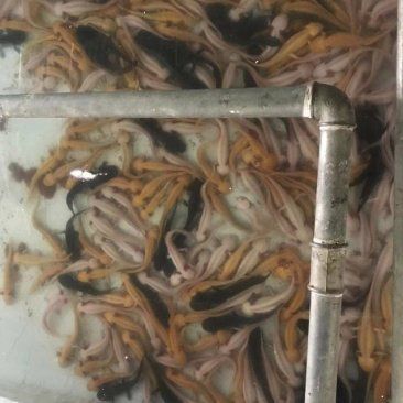 龍魚(yú)魚(yú)苗批發(fā)市場(chǎng)（龍魚(yú)魚(yú)苗批發(fā)市場(chǎng)是一個(gè)專門銷售）