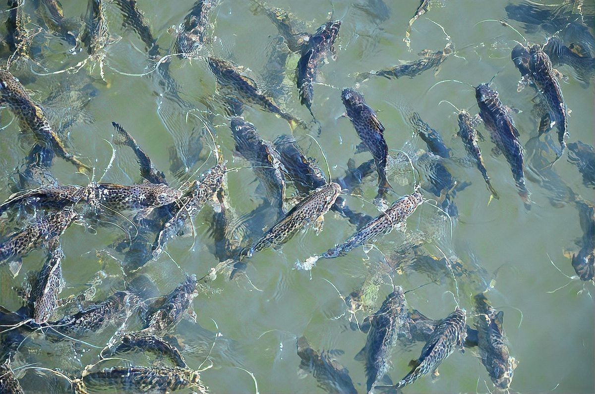 龍魚(yú)魚(yú)苗批發(fā)市場(chǎng)（龍魚(yú)魚(yú)苗批發(fā)市場(chǎng)是一個(gè)專門銷售）