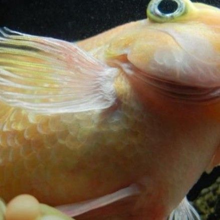 白嘴病魚怎么治療（如何治療魚白嘴病）