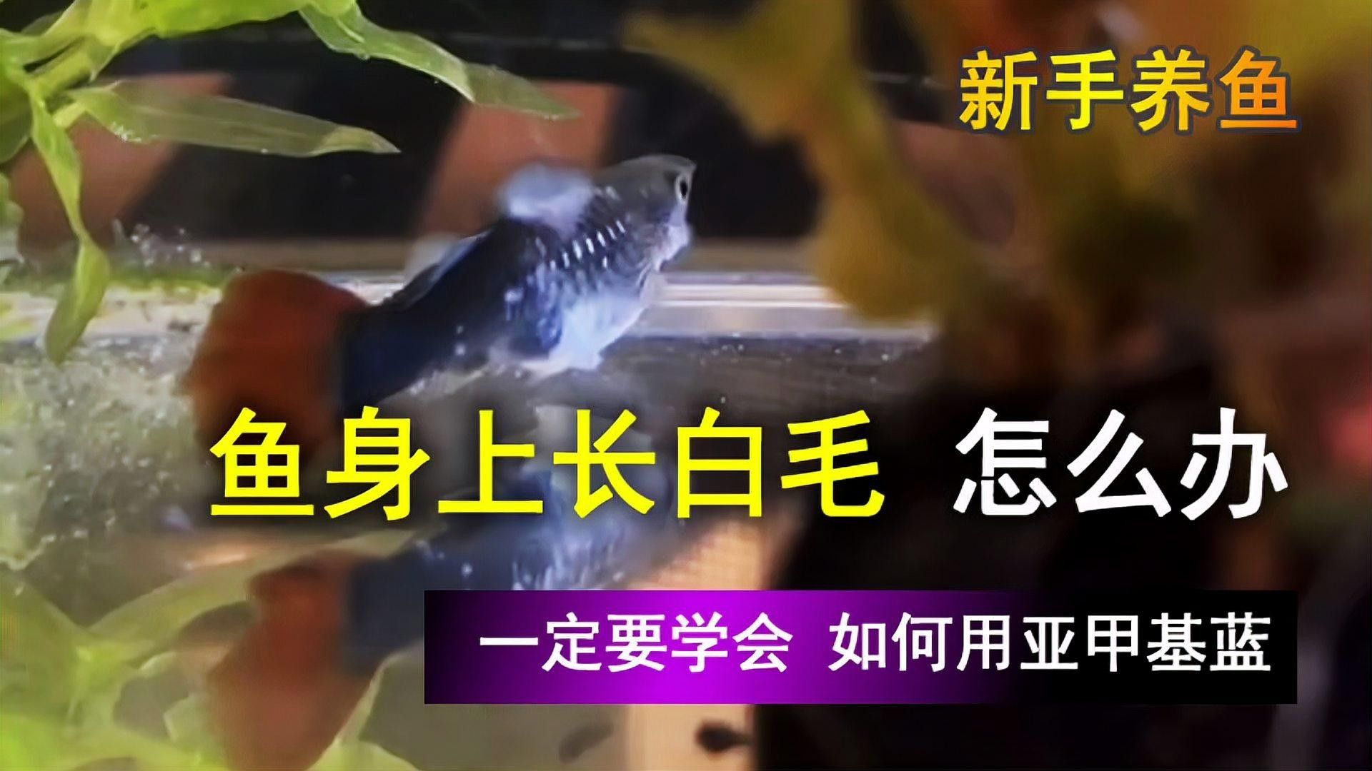 白嘴病魚怎么治療（如何治療魚白嘴病）