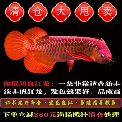 紅金龍魚價格是多少? 龍魚百科 第5張 紅金龍魚價格是多少? 紅金龍魚價格是多少? 龍魚百科 第5張
