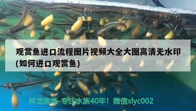 觀賞魚進口流程圖片視頻大全大圖高清無水印(如何進口觀賞魚)（觀賞魚進口流程圖片視頻） 觀賞魚進口流程圖片視頻大全大圖高清無水印(如何進口觀賞魚)（觀賞魚進口流程圖片視頻） 觀賞魚百科