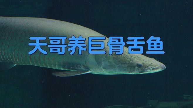 巨骨舌魚和龍魚哪個更難飼養（巨骨舌魚和龍魚的區別） 巨骨舌魚和龍魚哪個更難飼養（巨骨舌魚和龍魚的區別） 龍魚百科 第1張