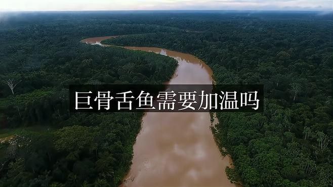 巨骨舌魚和龍魚哪個更難飼養（巨骨舌魚和龍魚的區別） 巨骨舌魚和龍魚哪個更難飼養（巨骨舌魚和龍魚的區別） 龍魚百科 第2張