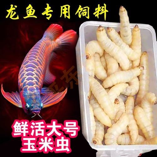 紅龍魚的最佳餌料有哪些（紅龍魚喂食指南）