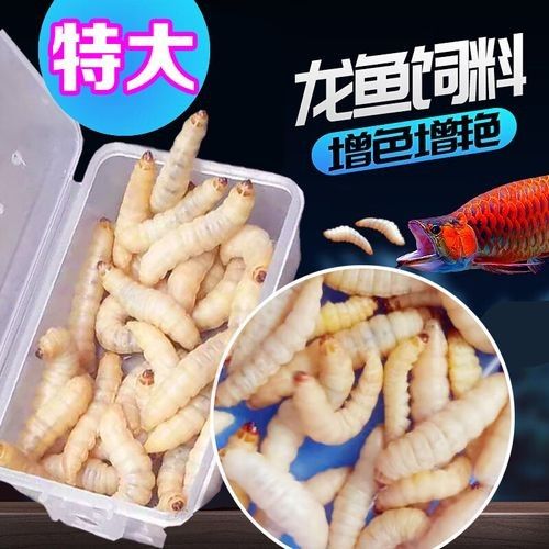 紅龍魚的最佳餌料有哪些（紅龍魚喂食指南）