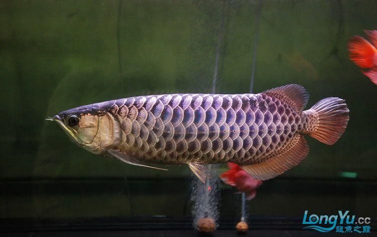 紫底金龍魚的市場價格如何？