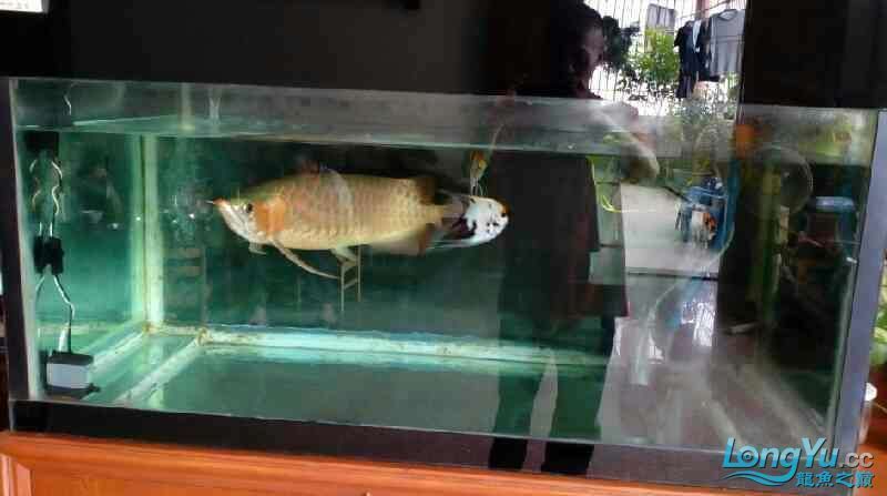 如何為紅龍魚提供適宜的飼養(yǎng)環(huán)境呢：如何為紅龍魚提供適宜的飼養(yǎng)環(huán)境（如何為紅龍魚提供適宜的飼養(yǎng)環(huán)境）