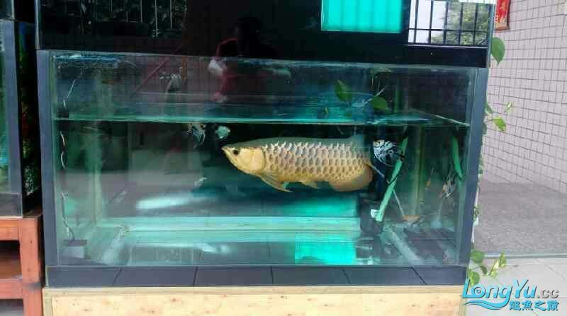 如何為紅龍魚提供適宜的飼養(yǎng)環(huán)境呢：如何為紅龍魚提供適宜的飼養(yǎng)環(huán)境（如何為紅龍魚提供適宜的飼養(yǎng)環(huán)境）