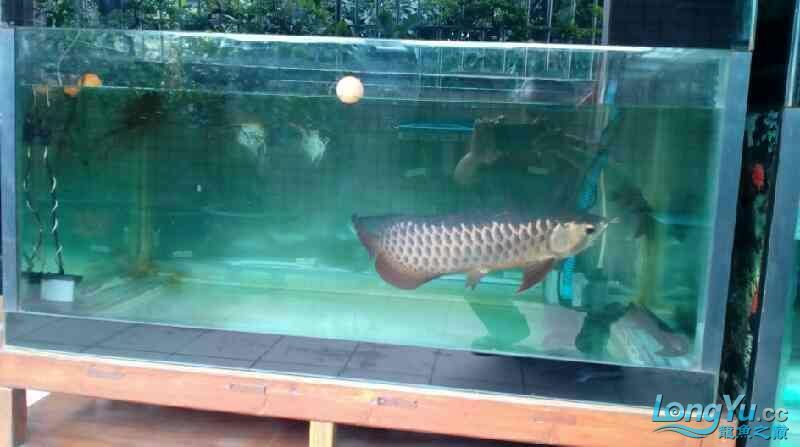 如何為紅龍魚提供適宜的飼養(yǎng)環(huán)境呢：如何為紅龍魚提供適宜的飼養(yǎng)環(huán)境（如何為紅龍魚提供適宜的飼養(yǎng)環(huán)境）