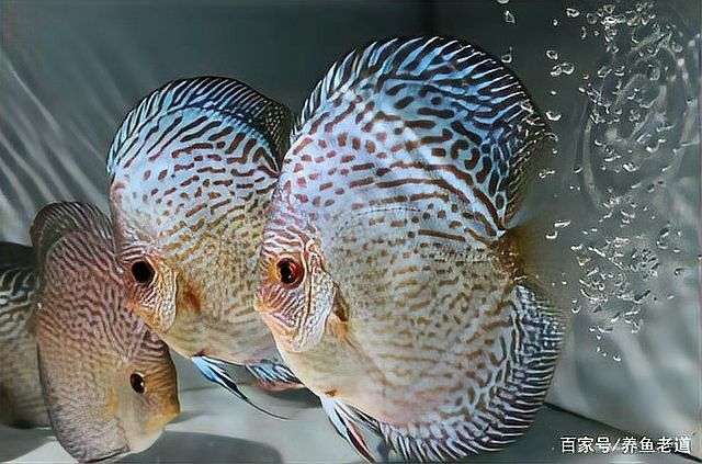如何預防火龍魚缺氧？（夏季高溫對火龍魚有什么影響）
