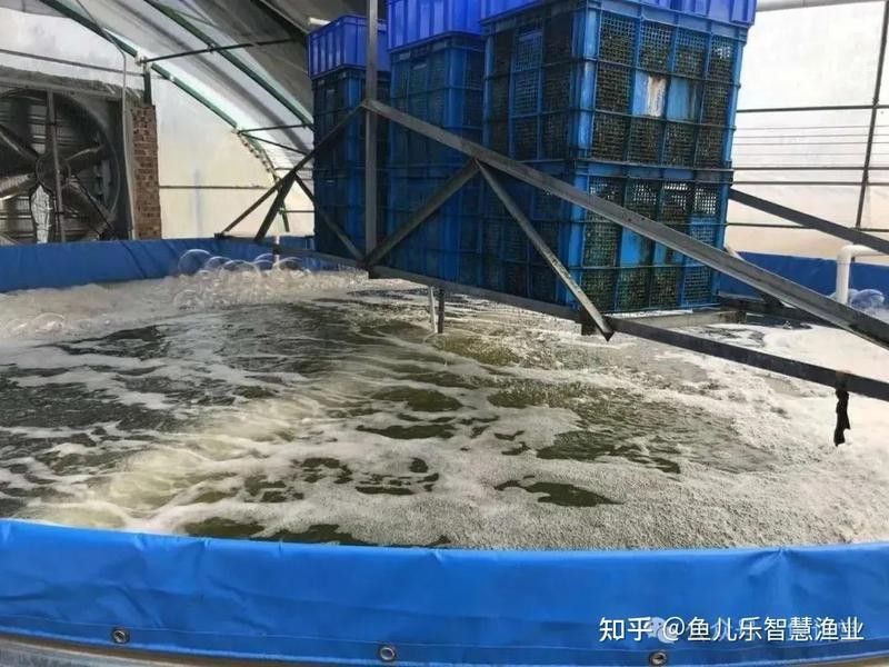 如何預防火龍魚缺氧？（夏季高溫對火龍魚有什么影響）