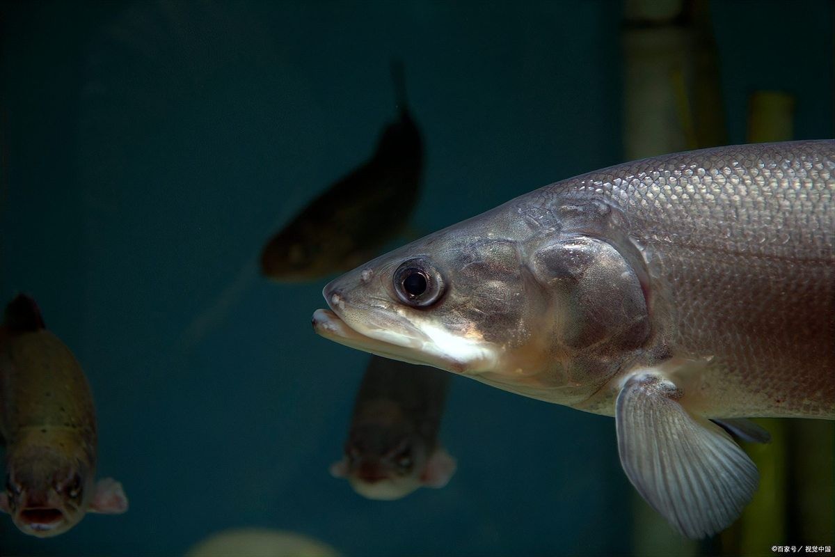 非洲黑龍魚飼養難度大嗎（非洲黑龍魚怎么養）