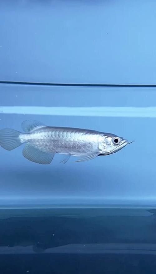 如何判斷B過金龍魚是否開始爬背，判斷b過金龍魚是否開始爬背，b過金龍魚爬背過程是怎樣的 如何判斷B過金龍魚是否開始爬背，判斷b過金龍魚是否開始爬背，b過金龍魚爬背過程是怎樣的 龍魚百科 第2張