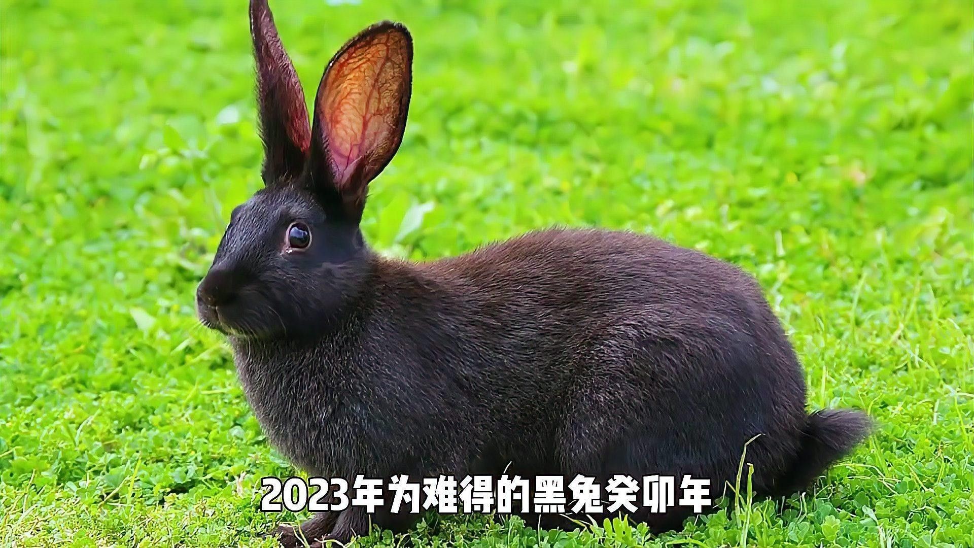 金龍魚情感短片具體內(nèi)容