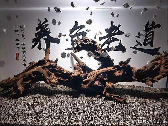 如何判斷魚缸總硬度是否合適（魚缸總硬度合適是維護(hù)水族環(huán)境健康的關(guān)鍵因素之一）