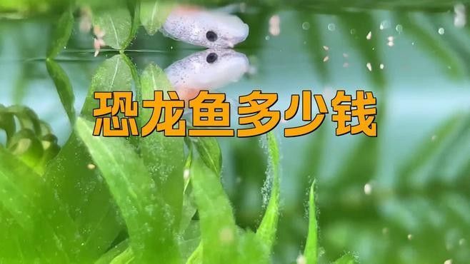 哪種恐龍魚的價格最高？（恐龍魚價格之謎）