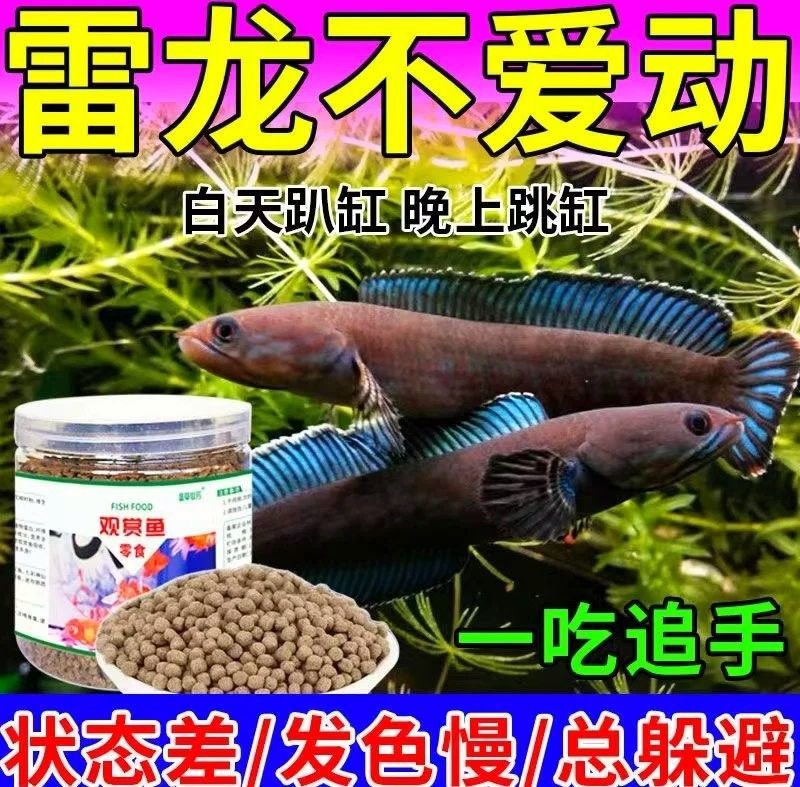 雷龍魚可以吃哪些蔬菜（雷龍魚最忌3種食物）