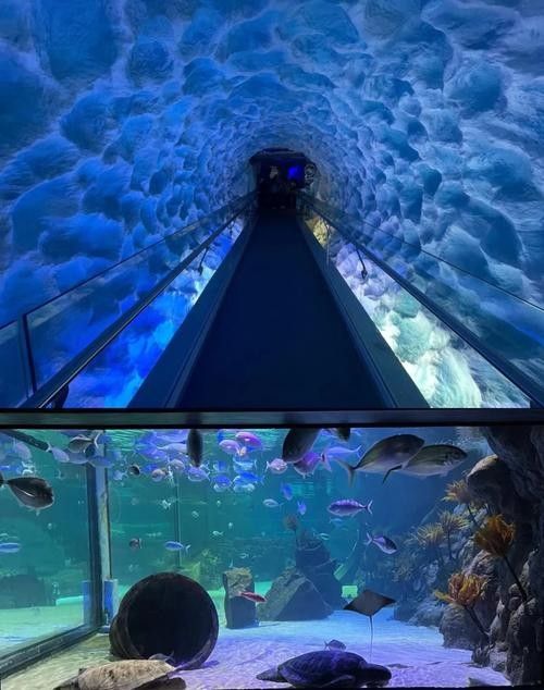 葉縣的夢幻水族館有哪些特色？