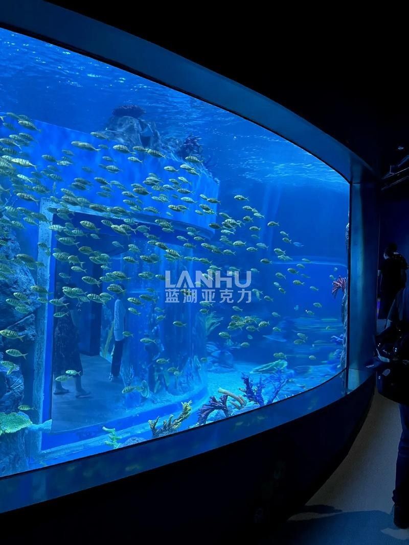 葉縣的夢幻水族館有哪些特色？