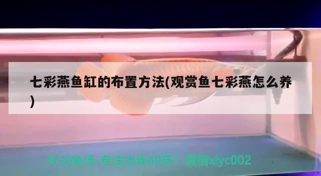 七彩燕魚缸的布置方法(觀賞魚七彩燕怎么養) 七彩燕魚缸的布置方法(觀賞魚七彩燕怎么養) 觀賞魚百科