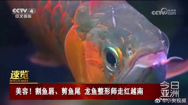 能推薦一些更詳細的龍魚視頻嗎（探索龍魚的奧秘）