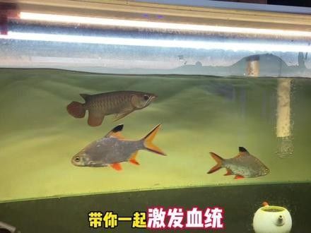 能推薦一些更詳細的龍魚視頻嗎（探索龍魚的奧秘）