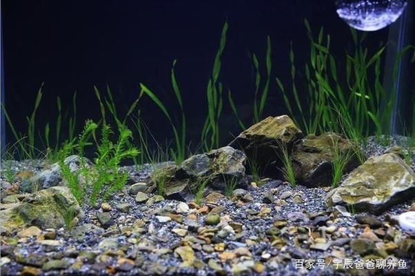溫州魚缸批發市場在哪里進貨的好呢（溫州魚缸批發市場在哪里進貨的好呢視頻）