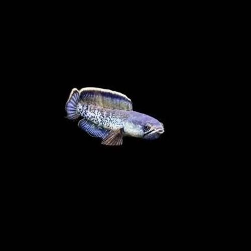 藍寶石龍魚的價格是多少？