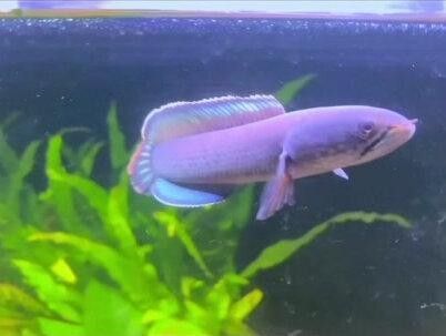 藍寶石龍魚的價格是多少？