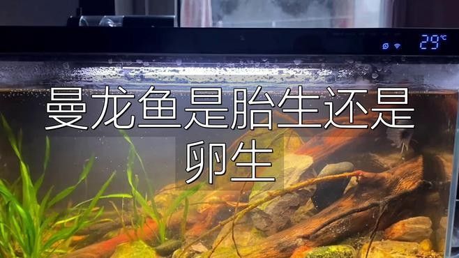 曼龍魚多大開始有性別特征（文暄生活科普，曼龍魚的性別特征） 曼龍魚多大開始有性別特征（文暄生活科普，曼龍魚的性別特征） 龍魚百科 第1張