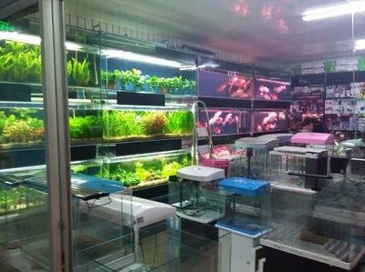 如何維護龍魚芯片掃碼器（關于龍魚芯片掃碼器的問題）