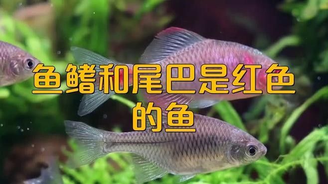 蘇門答臘島的紅尾金龍魚有何特點（蘇門答臘島的紅尾金龍魚特點） 蘇門答臘島的紅尾金龍魚有何特點（蘇門答臘島的紅尾金龍魚特點） 龍魚百科 第2張