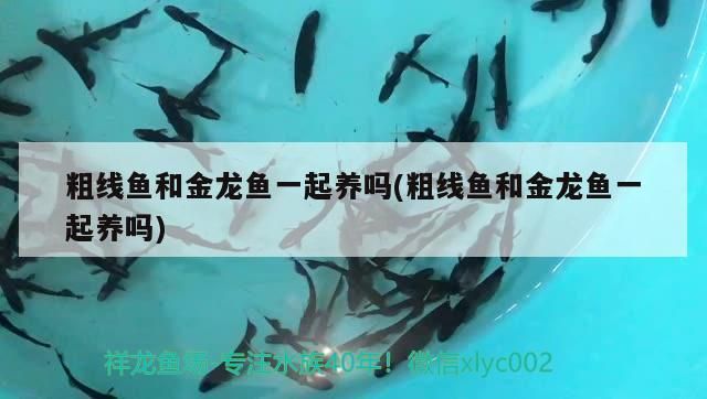 龍魚腹脹怎么治療，龍魚腸炎怎么治療（龍魚的腸炎怎么治療）