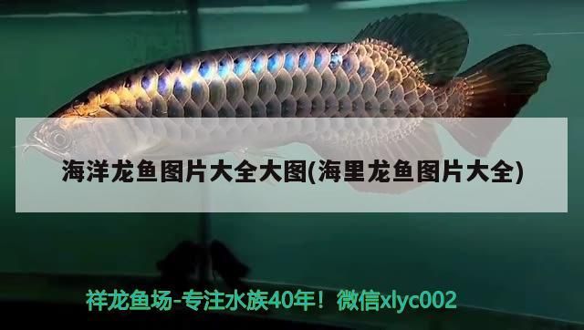 龍魚腹脹怎么治療，龍魚腸炎怎么治療（龍魚的腸炎怎么治療）