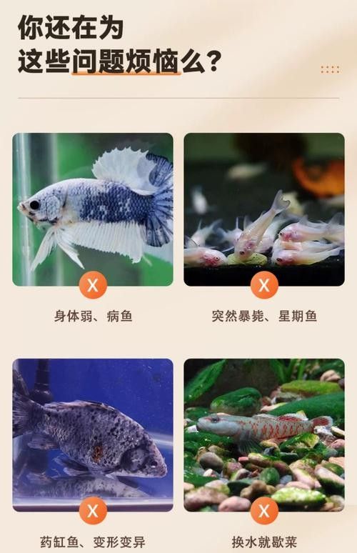 超血紅龍魚其他有價值顏色有哪些
