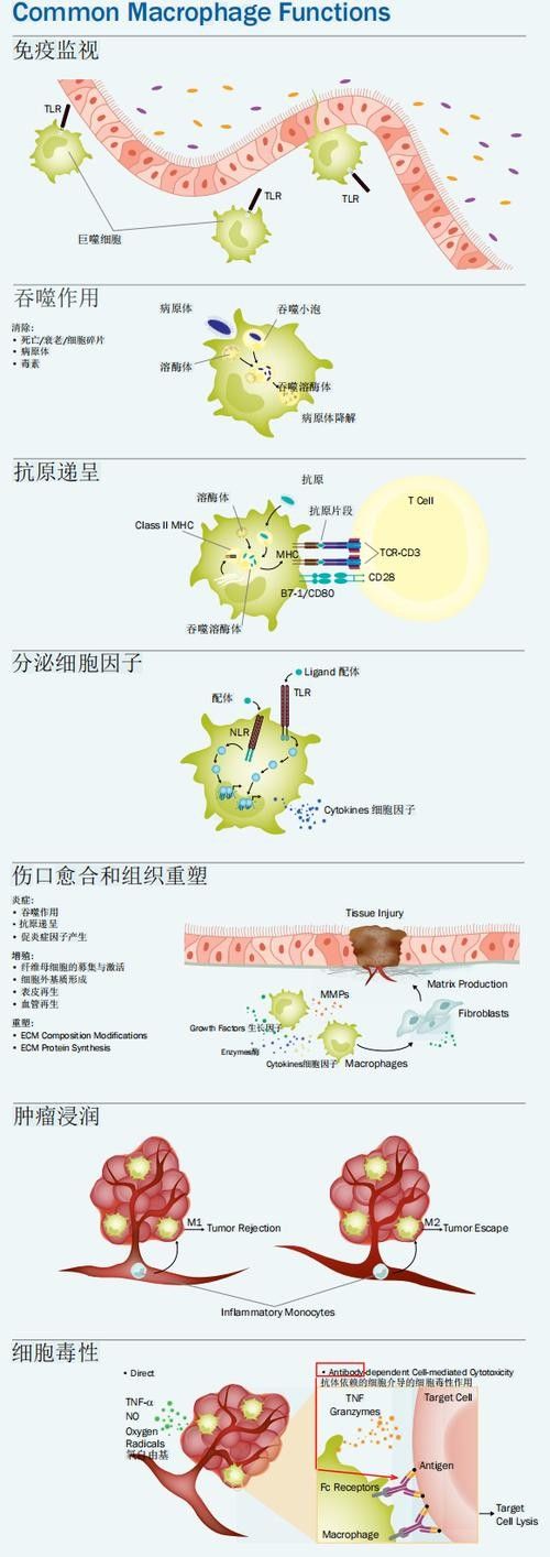 如何預防清道夫生病？